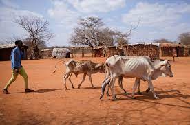 Drought-Induced Hunger Claims 50 Lives in Ethiopia