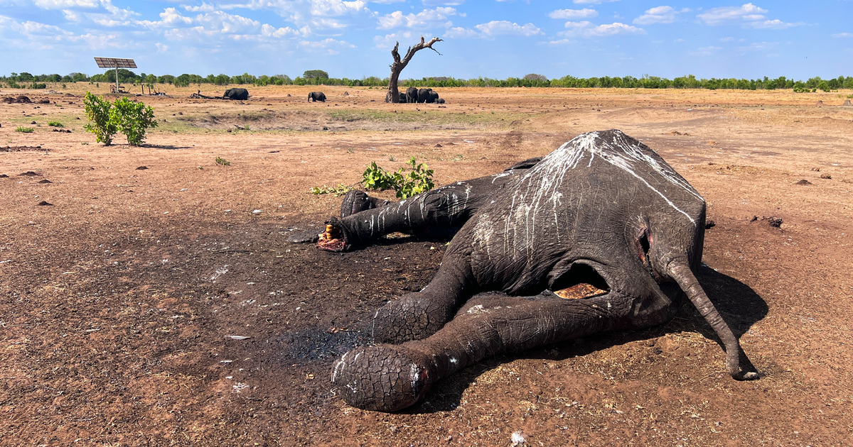 At Least 100 Elephants Dead In Zimbabwe Drought: Welfare Group