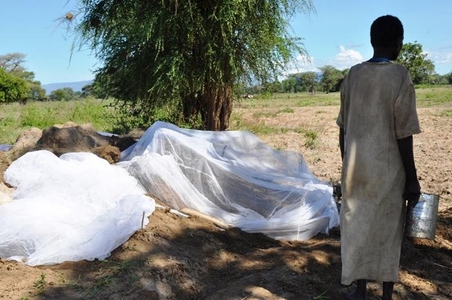 Woman in Kikuube arrested for trapping white ants with mosquito net