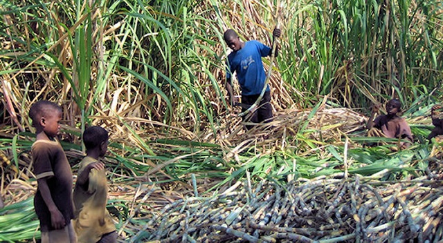 Minister Bahati Assures Farmers On Stability Of Sugarcane Prices