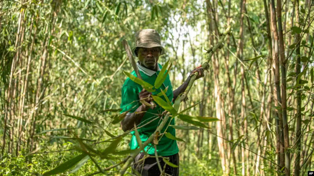 In Uganda, bamboo has government’s backing as a crop with real growth potential