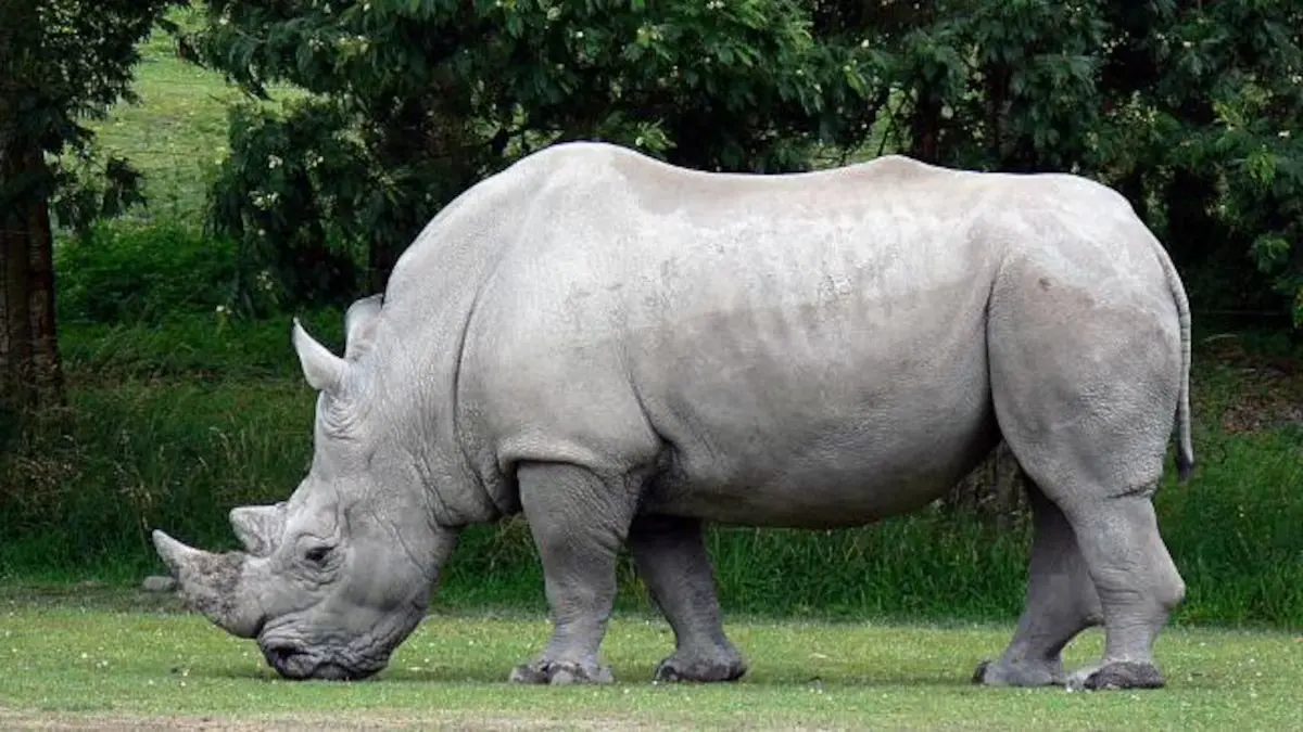 UWA Begins White Rhino Reintroduction in Ajai Reserve